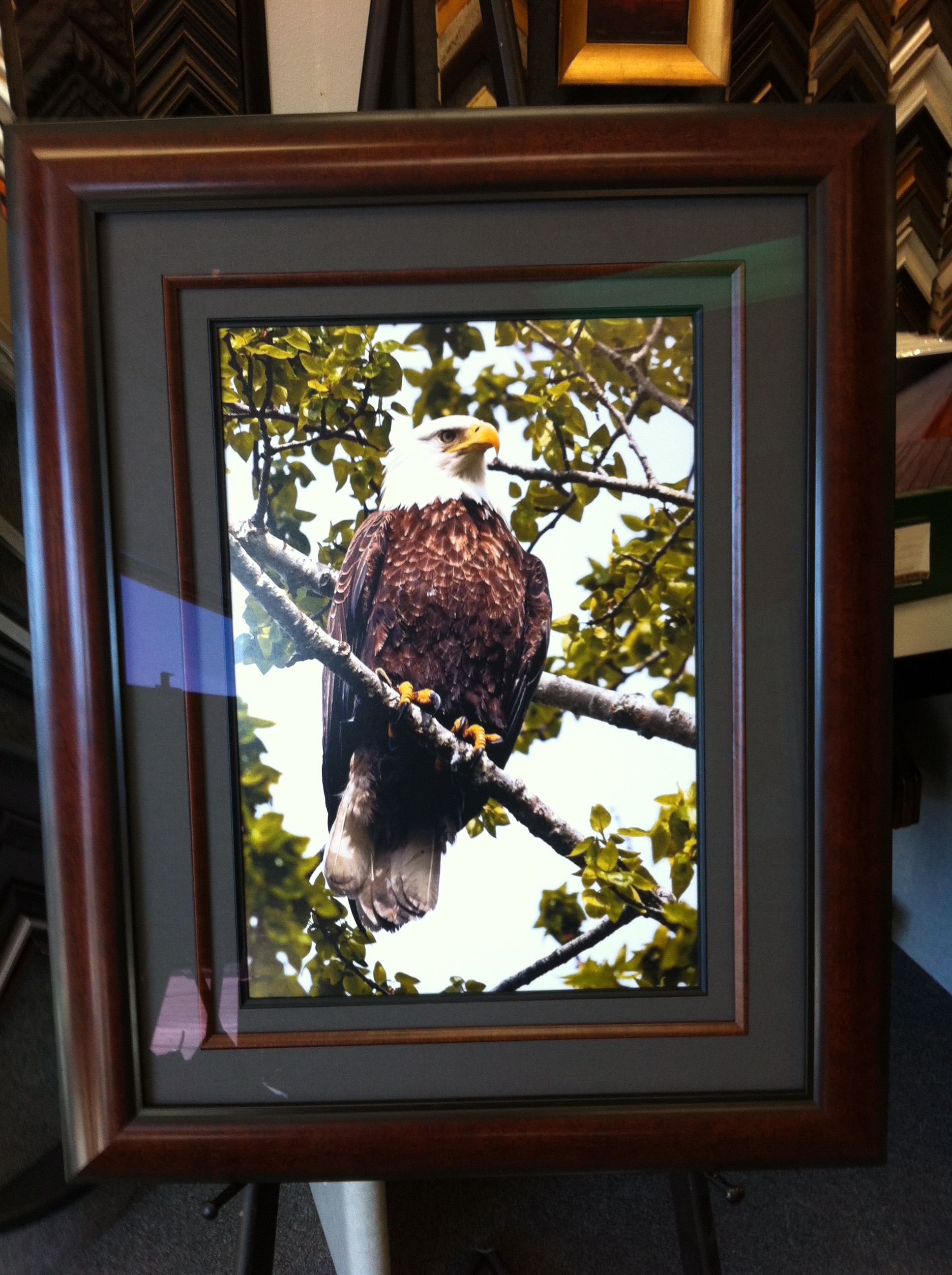 Eagle framed
